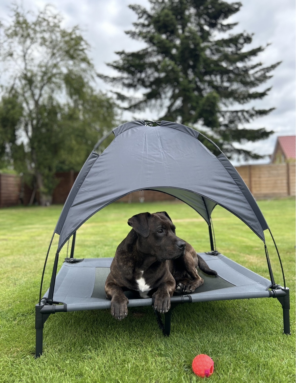 Hund ruht entspannt auf einer schattigen Hundeliege im Garten