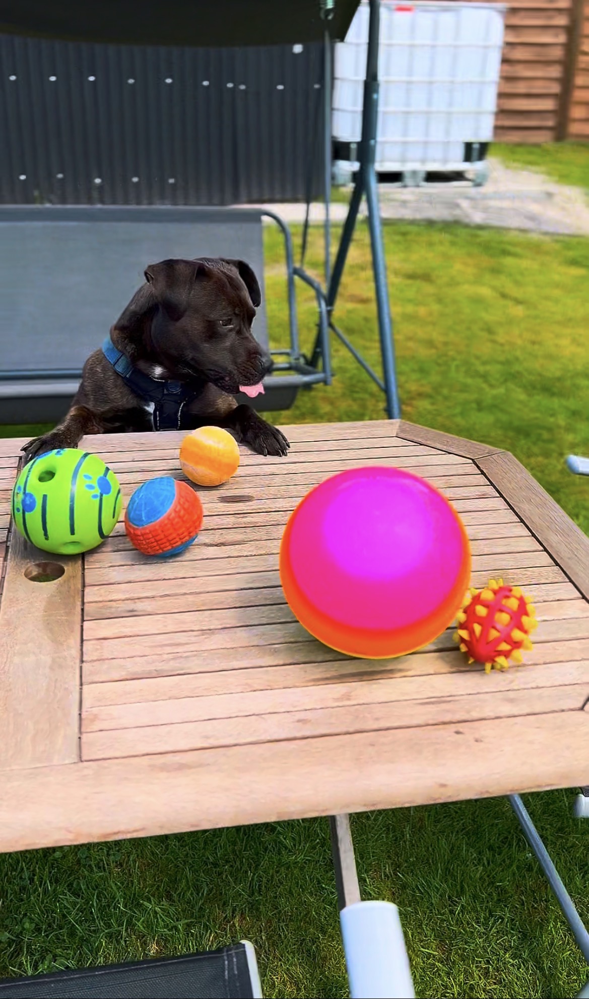 Hund im Garten vor einem Tisch mit verschiedenen Spielbällen