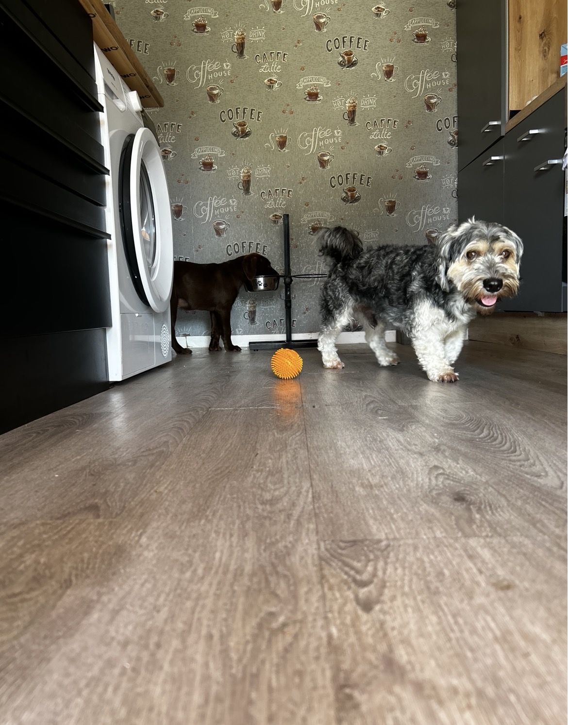 Zwei Hunde laufen entspannt durch die Küche im Haus von GOLDENDOGHOUSE